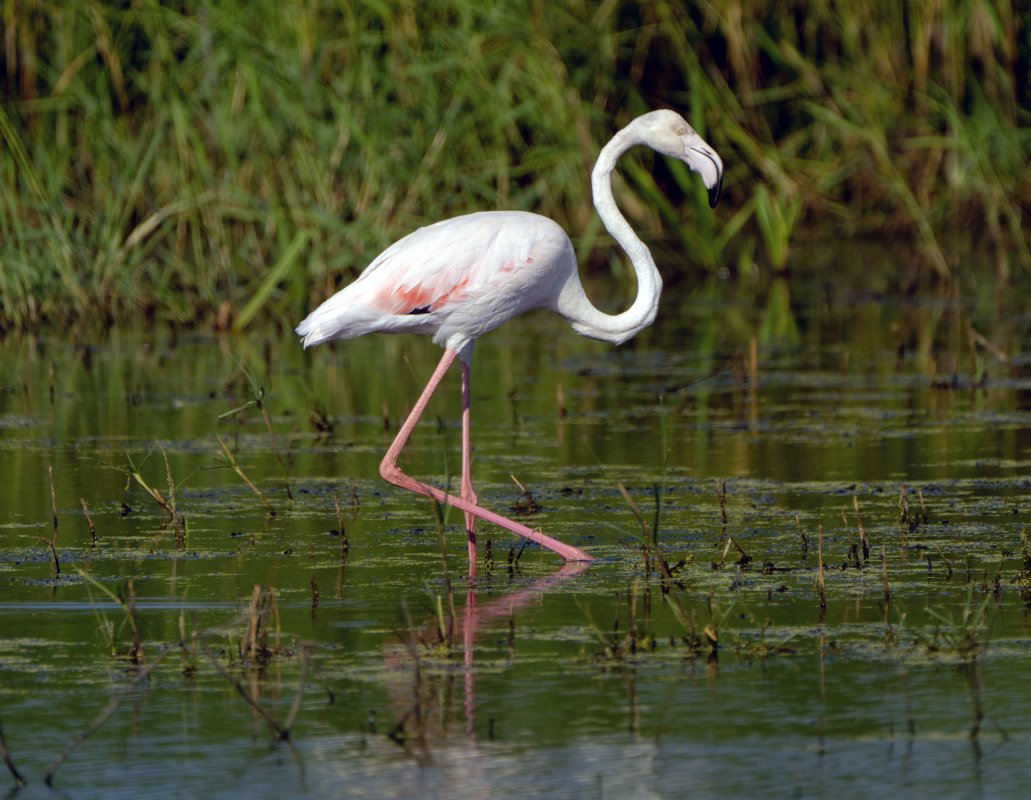 Veysi Arcagök, Kabaklı Göleti’nde Flamingo Heyecanını Yaşadı