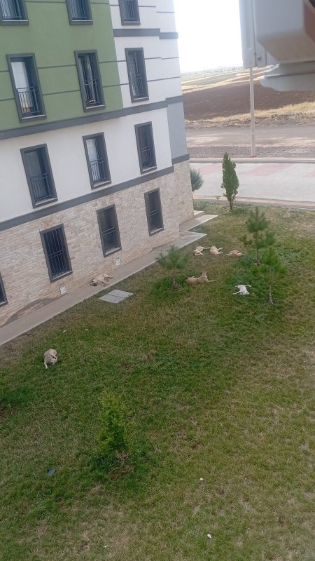 Kayapınar’da Başıboş Köpek Endişesi Büyüyor TOKİ Sakinleri Acil Çözüm Bekliyor