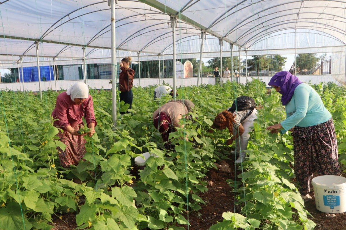 Sur’da Kadınların Emeği İlk Hasatla Bereketlendi