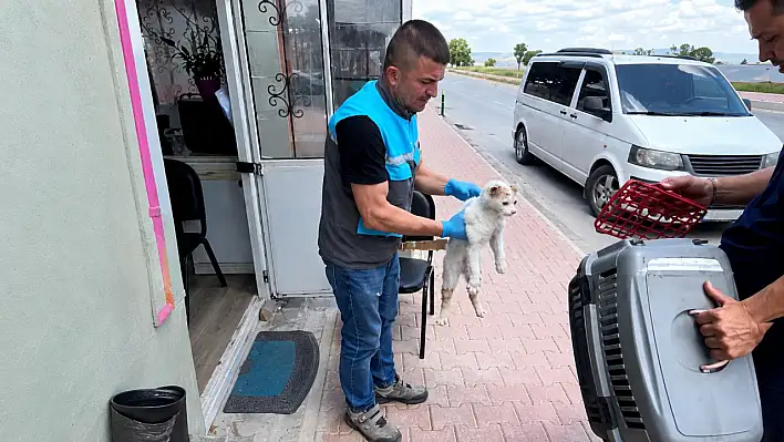 Kayseri’de İtfaiyeden Duyarlı Kurtarma: Mahsur Kalan Kedi Kurtarıldı